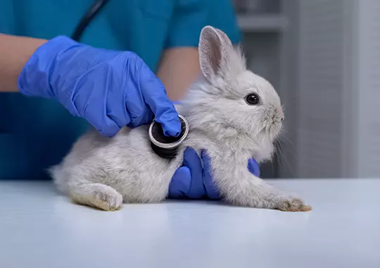 Consultation vétérinaire lapin nain blanc