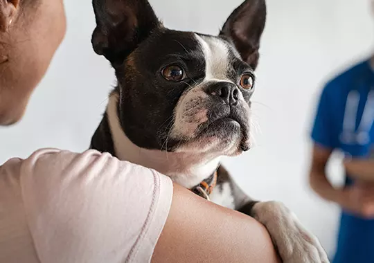 Chien dans bras maîtresse pour conseils éducation et nutrition vétérinaire